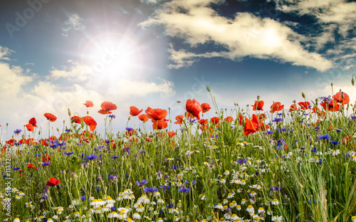 Fototapeta Naklejka Na Ścianę i Meble -  Summer happiness: meadow with red poppies :)