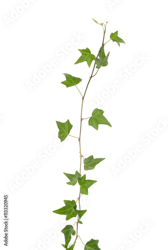 ivy leaves isolated on a white background