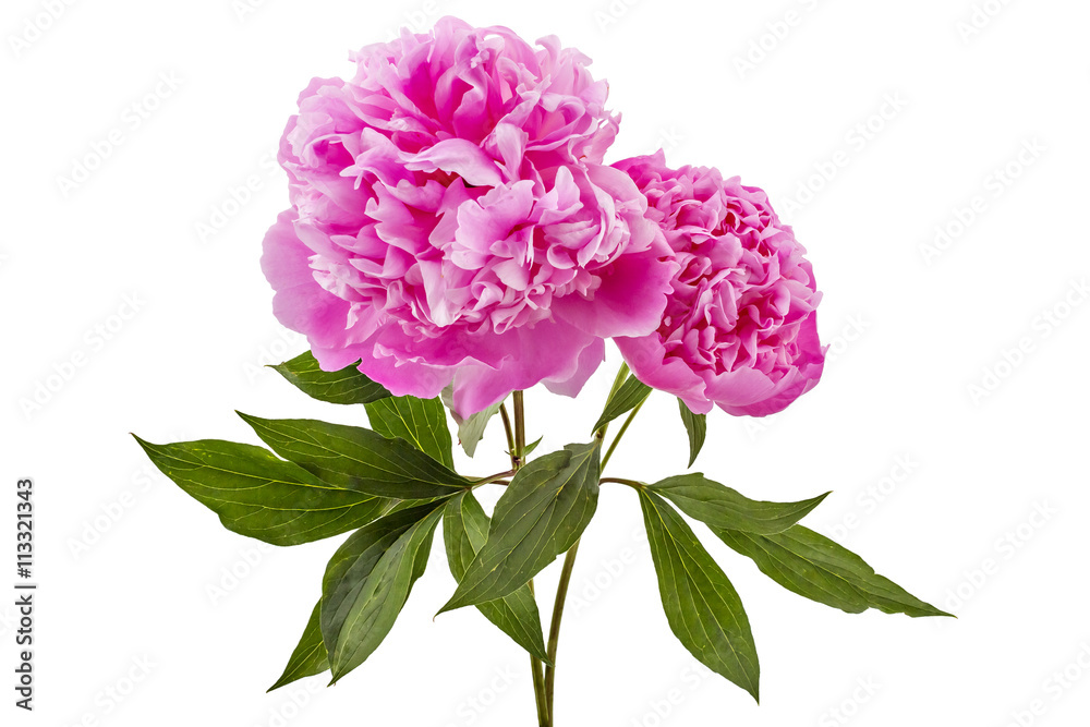 Beautiful pink peony flower, Paeonia lactiflora, isolated on white background Beautiful pink peony flower, Paeonia lactiflora, isolated on white background