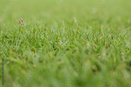 grass background