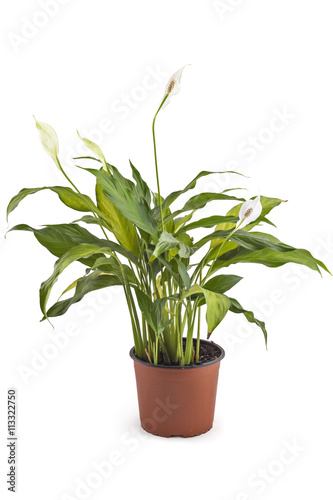Spathiphyllum plant with flowers in flower pot, isolated on white background. Commonly known as Spath or peace lilies.