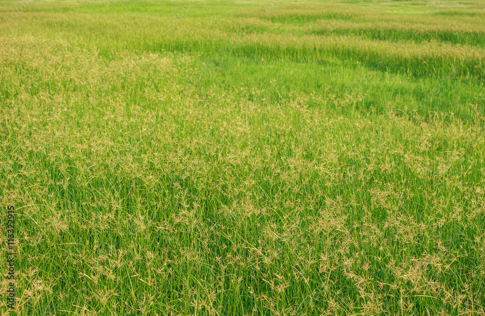 Green meadow summer grassland
