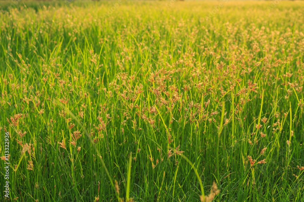 Green meadow summer grassland softlight soft focus Green meadow summer grassland softlight soft focus