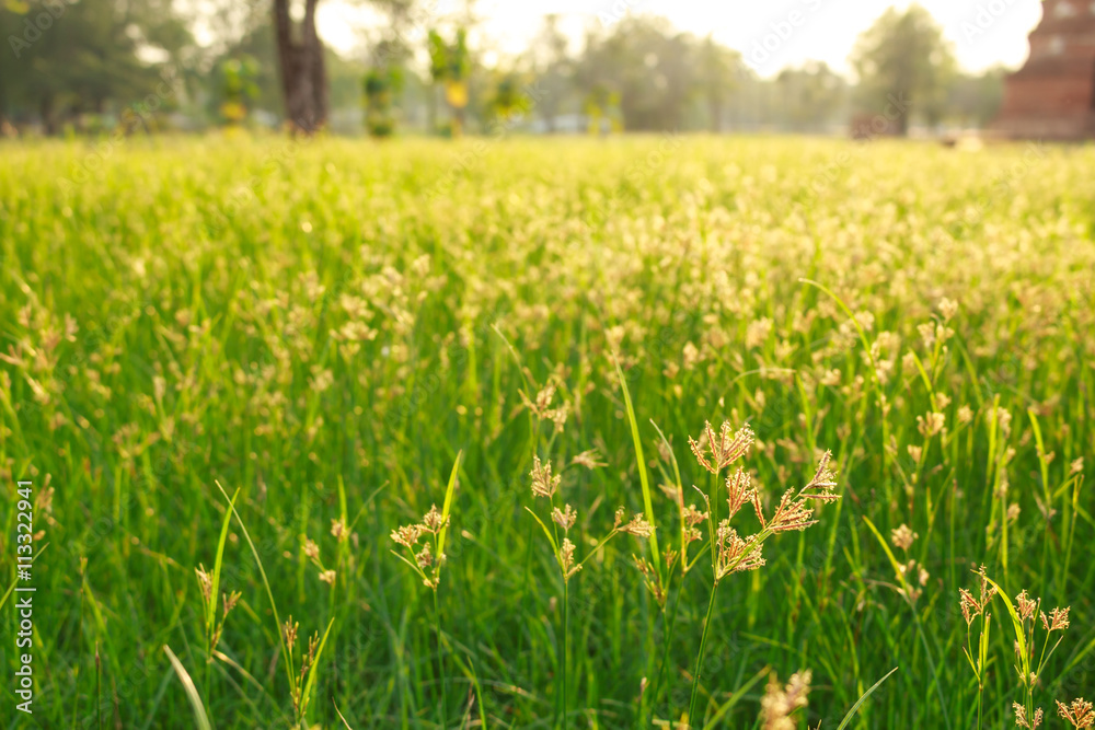 Green meadow summer grassland softlight soft focus Green meadow summer grassland softlight soft focus