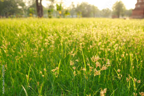 Green meadow summer grassland softlight soft focus