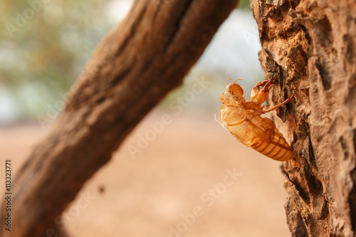 bug cicada pupa in forest