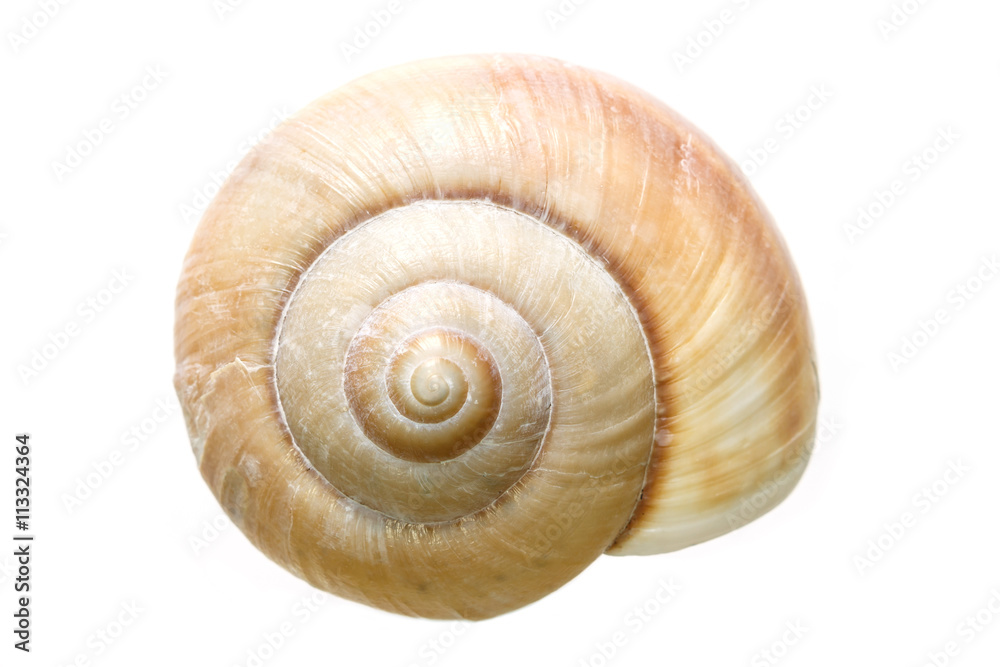 shellfish on white background shellfish on white background