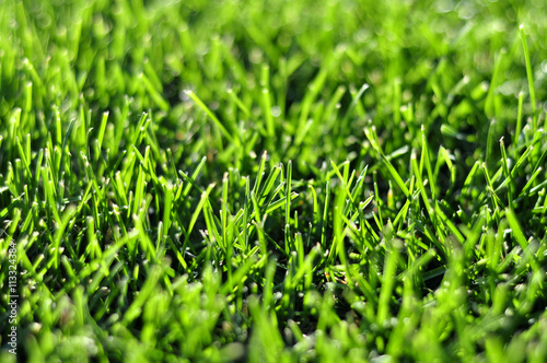 Fresh young green grass lawn in the spring autumn day at sunrise