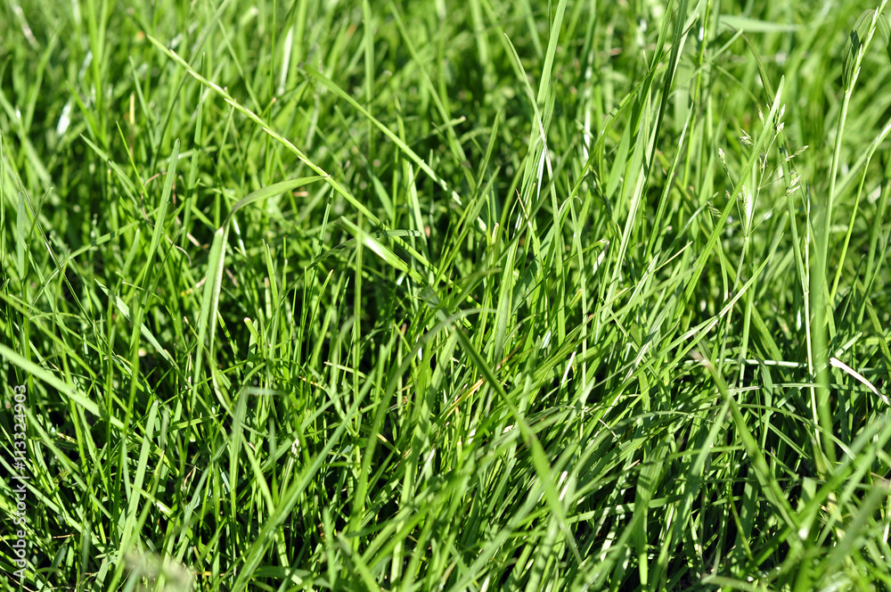Fresh young green grass in the spring autumn day at sunrise or s Fresh young green grass in the spring autumn day at sunrise or s