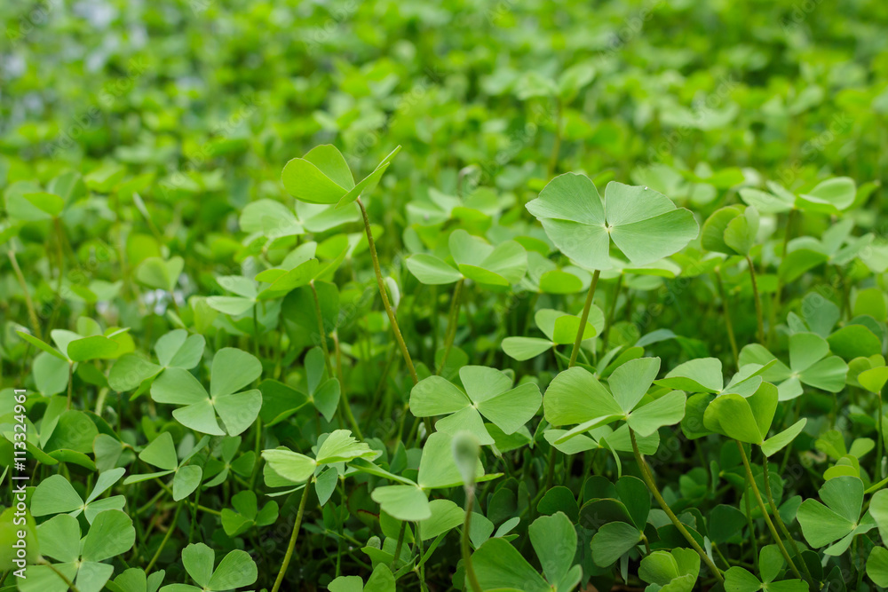 green sprouts germination growth into forest green sprouts germination growth into forest