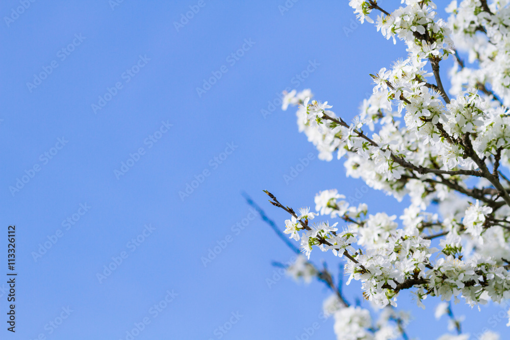 blossoming tree with flowers blossoming tree with flowers