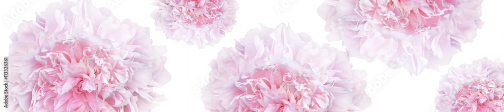 panorama pattern of pale pink peonies luxury fresh panorama pattern of pale pink peonies luxury fresh