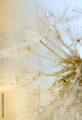 Obraz na płótnie dew drops on a dandelion w salonie