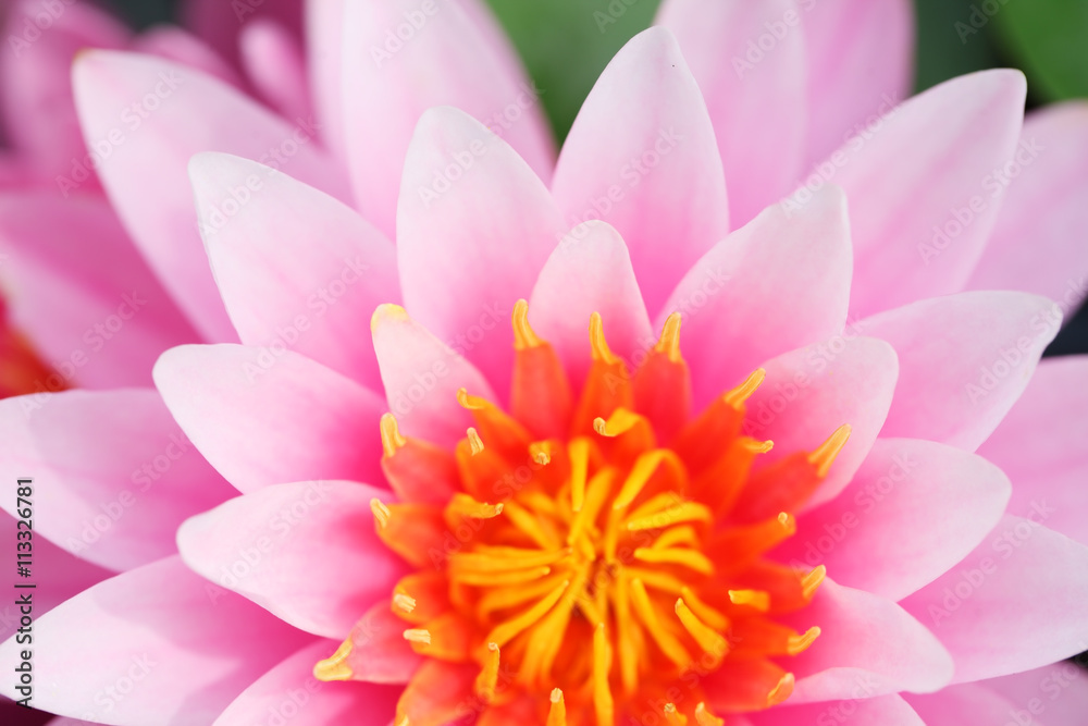 Obraz premium close up of beautiful lotus flower