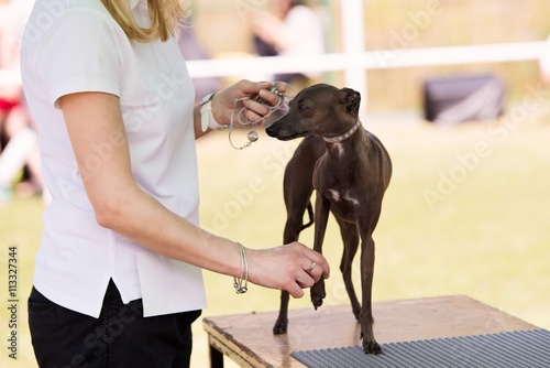 Obraz na płótnie Young dog during dog show w salonie