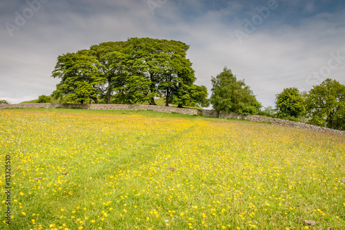 Path through buttercups to Harbottle Castle on a mound beyond, in Northumberland National Park photo