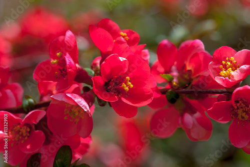 Red blossoming quince flowers