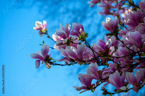 Blooming magnolia tree branches