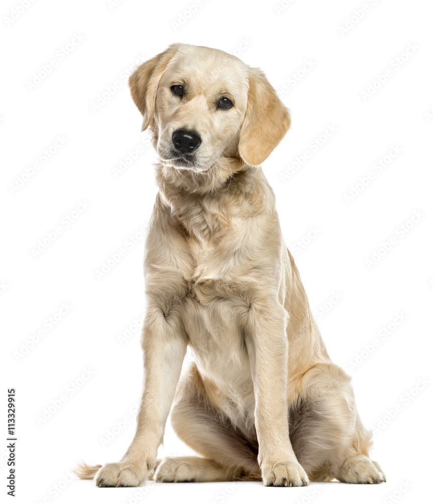 Golden Retriever puppy isolated on white
