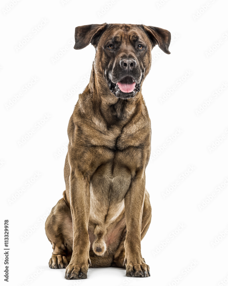 Obraz premium Great Pyrenees puppy isolated on white