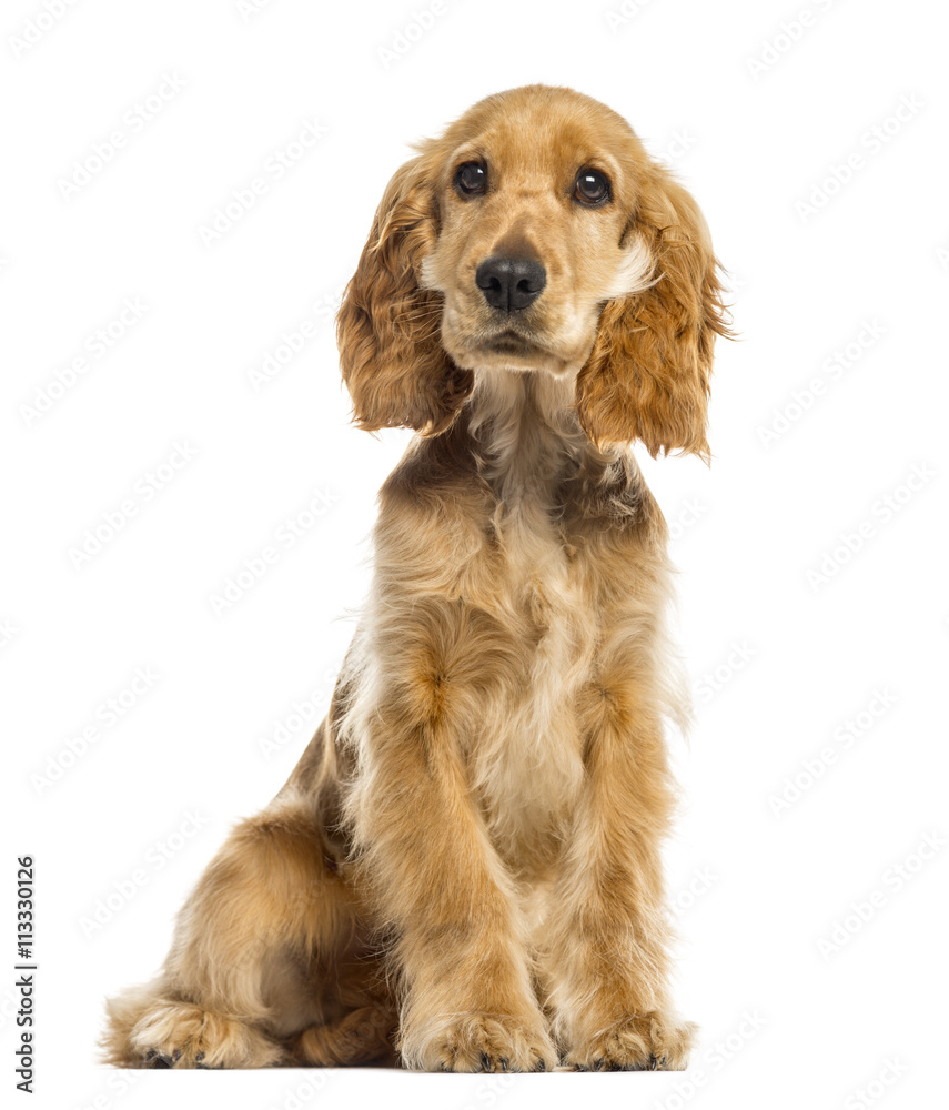 English Cocker Spaniel isolated on white