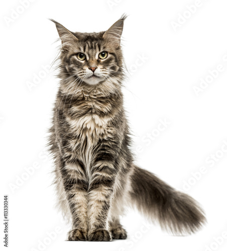 Maine Coon isolated on white