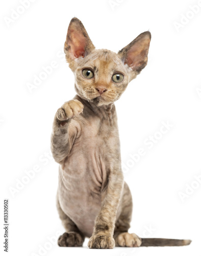 Devon Rex kitten isolated on white