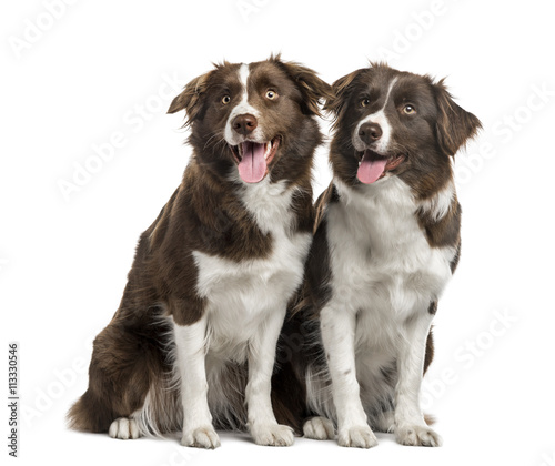 Couple of Border Collie isolated on white