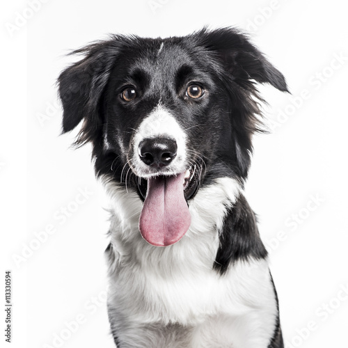Fototapeta Naklejka Na Ścianę i Meble -  Border Collie puppy isolated on white