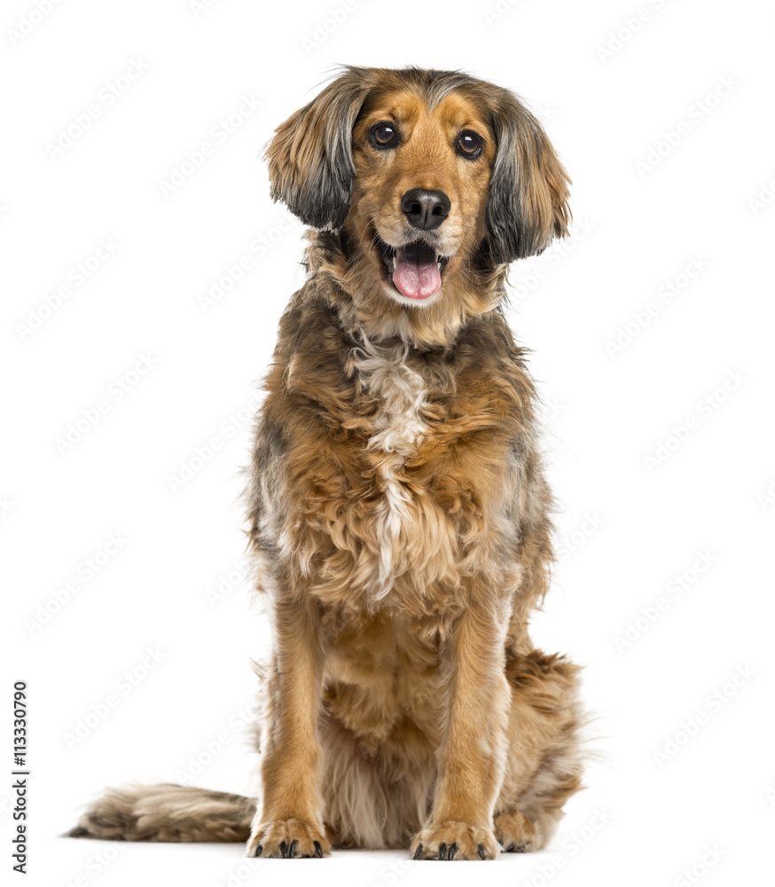 Crossbreed dog isolated on white Crossbreed dog isolated on white