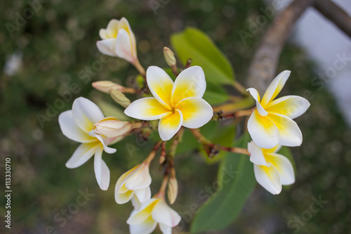 Beautiful plumeria in closeup