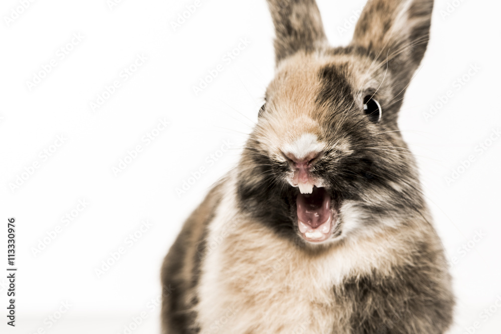 Naklejka premium Close-up of a funny Rabbit isolated on white