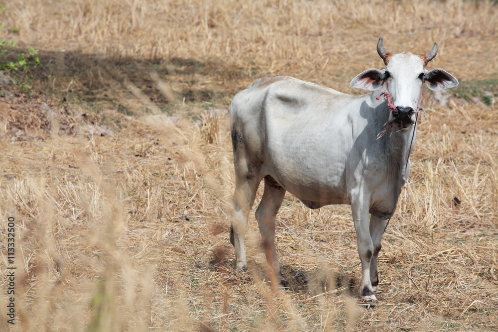 Fototapeta premium cow in a field.