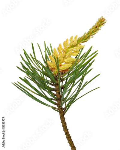 Pine (Pinus sylvestris) branch isolated on white background