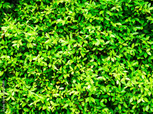Green leaf background © korawig