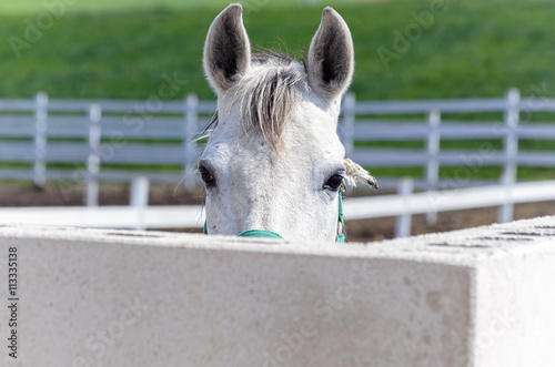 Equus ferus caballus. Beautiful white horse is looking at us, face to face, from behind of the fence. Rural scene. Green meadows.