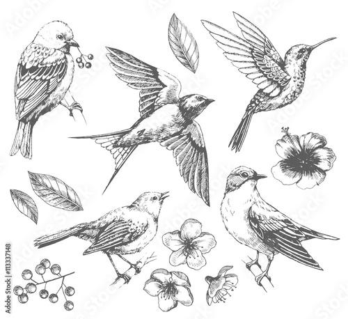 Set of of birds and flowers