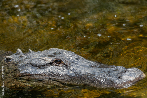 Alligator Swimming, Big Cypress National Preserve, Florida © Dimitris Timpilis