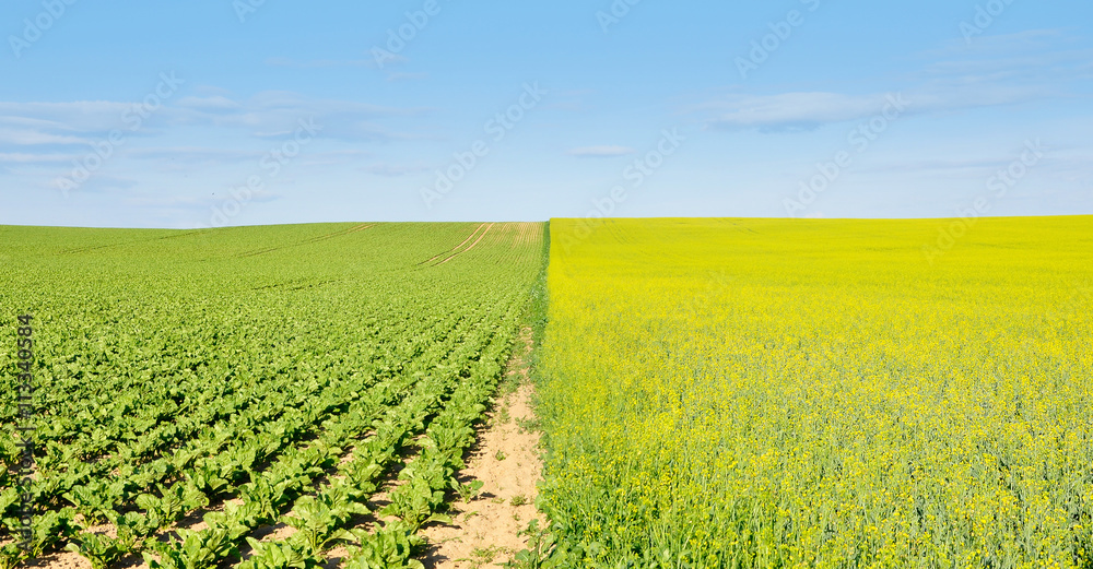 Agricultural field divided in half with the sowing of fodder plants. Rows of green seedlings and blooming rapeseed in perspective.