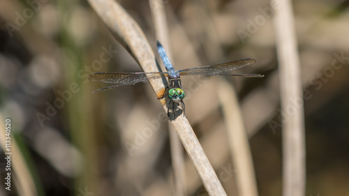 Dragonfly, Big Cypress National Preserve, Florida