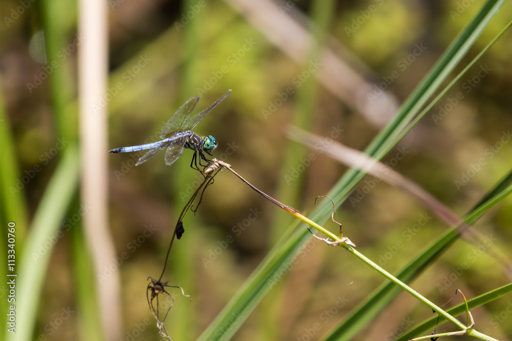 Dragonfly, Big Cypress National Preserve, Florida Dragonfly, Big Cypress National Preserve, Florida