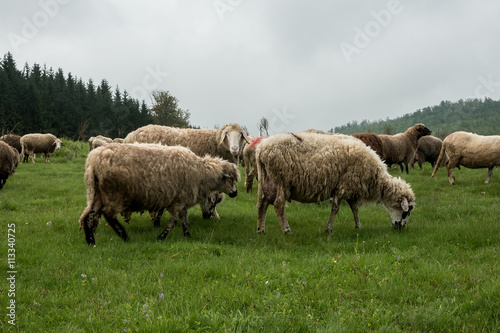 Hairy sheep on a green meadow 38