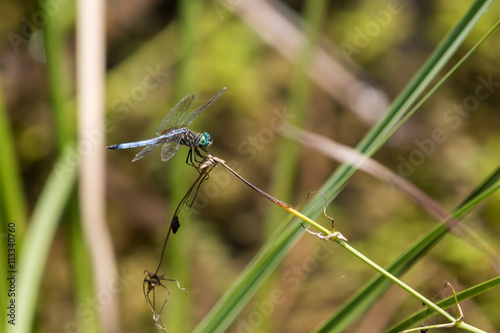 Dragonfly, Big Cypress National Preserve, Florida © Dimitris Timpilis