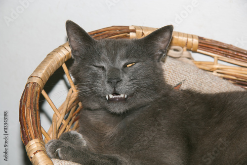 Cat winking sitting on a basket