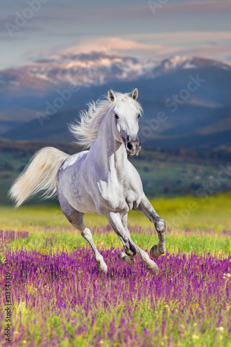 White stallion with long mane run gallop in flowers against mountains