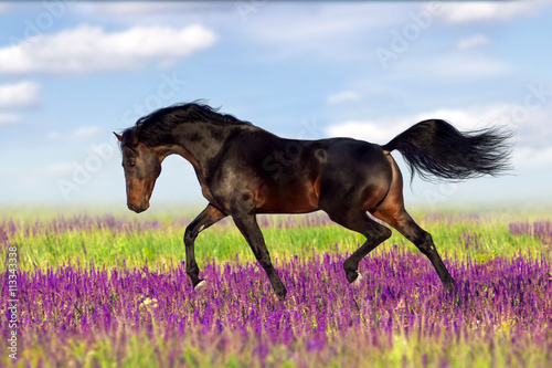 Stallion trotting in flowers against mountains