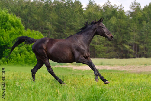 Black horse run gallop against trees in green field