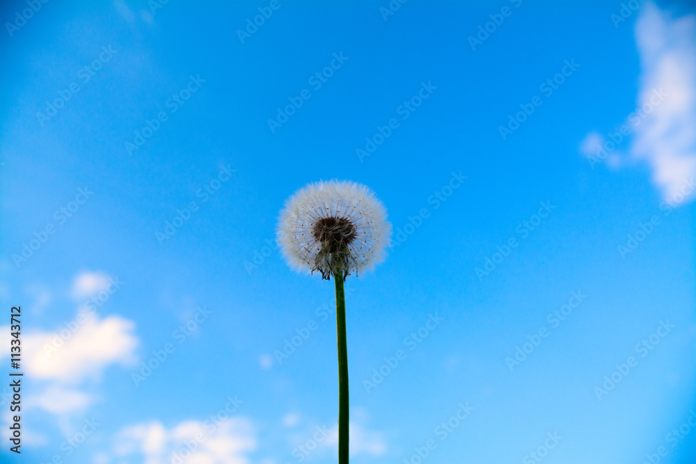 Obraz premium Dandelion against a clear blue sky