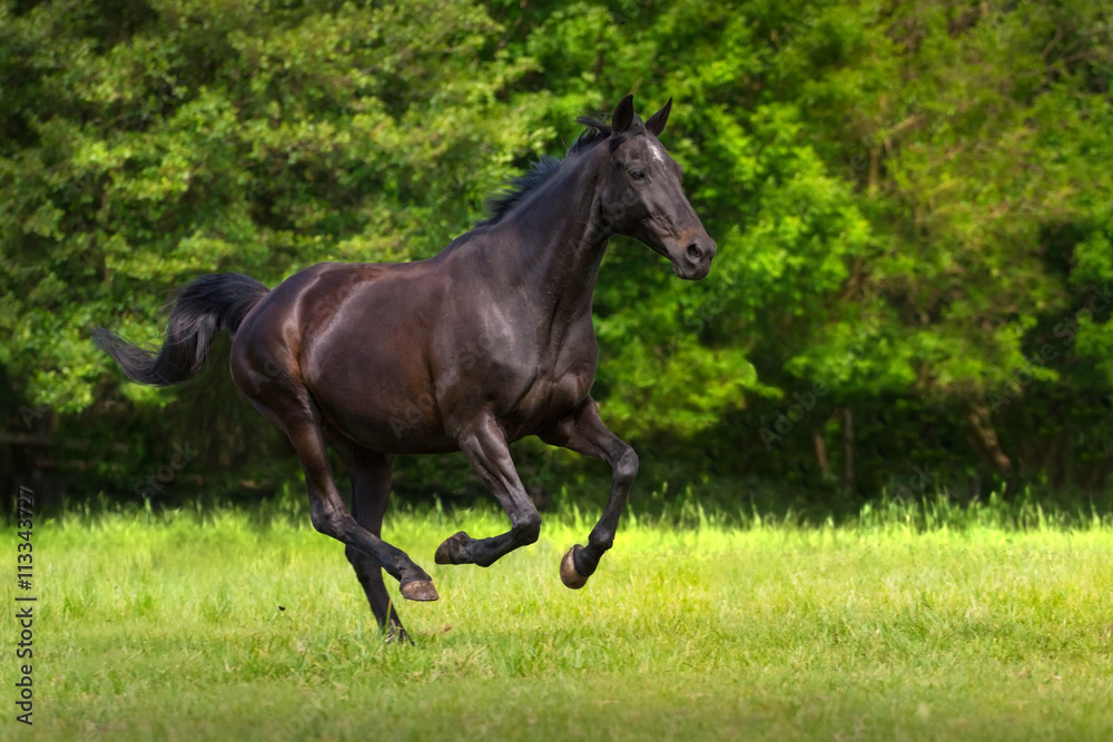 Black horse run gallop against trees in green field Black horse run gallop against trees in green field
