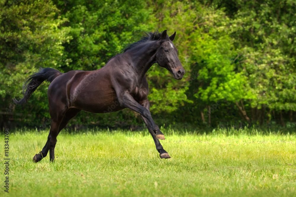 Black horse run gallop against trees in green field Black horse run gallop against trees in green field